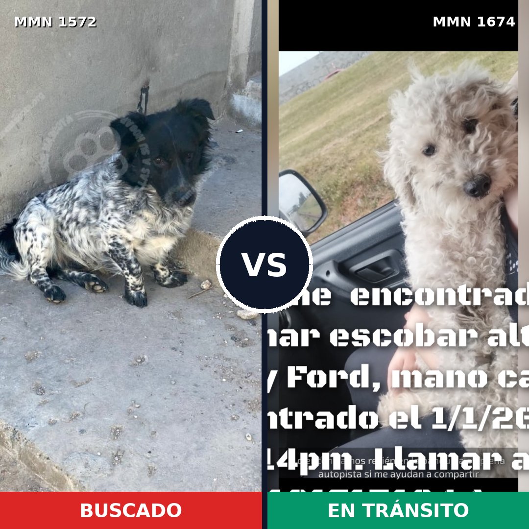 Comparativa MMS 40714: mascota perdida y mascota encontrada, 46% de similitud