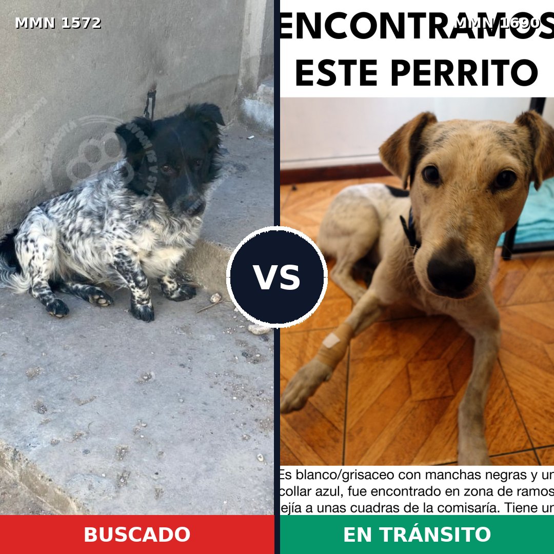 Comparativa MMS 40715: mascota perdida y mascota encontrada, 63% de similitud