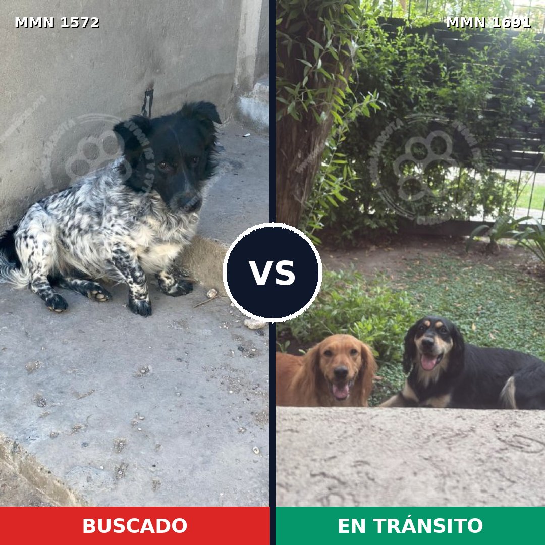 Comparativa MMS 40716: mascota perdida y mascota encontrada, 79% de similitud