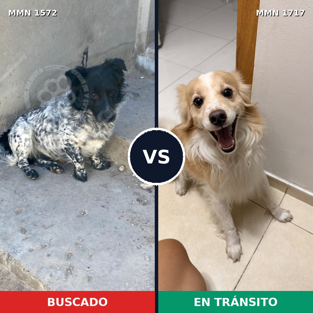 Comparativa MMS 40719: mascota perdida y mascota encontrada, 52% de similitud
