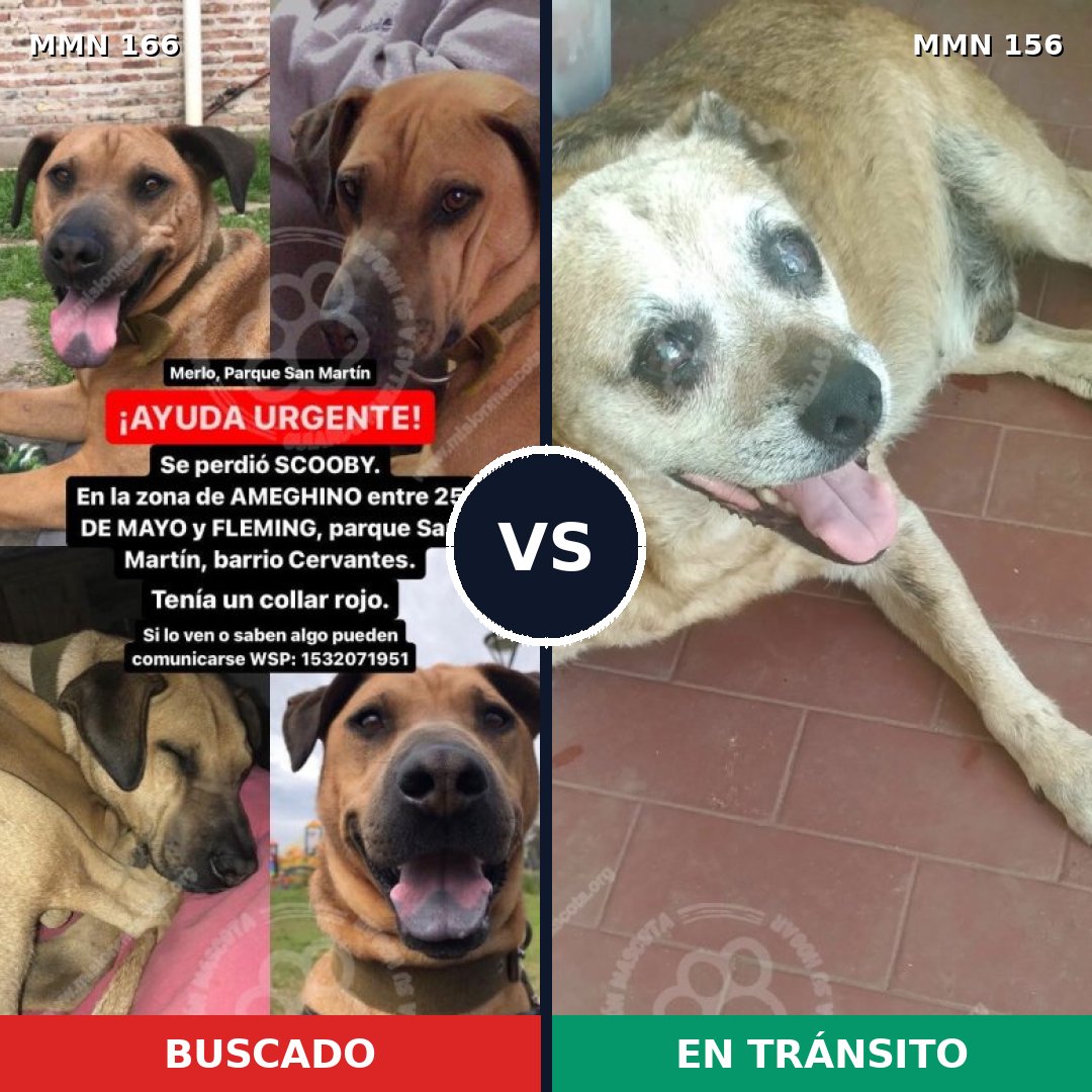 Comparativa MMS 4072: mascota perdida y mascota encontrada, 22% de similitud