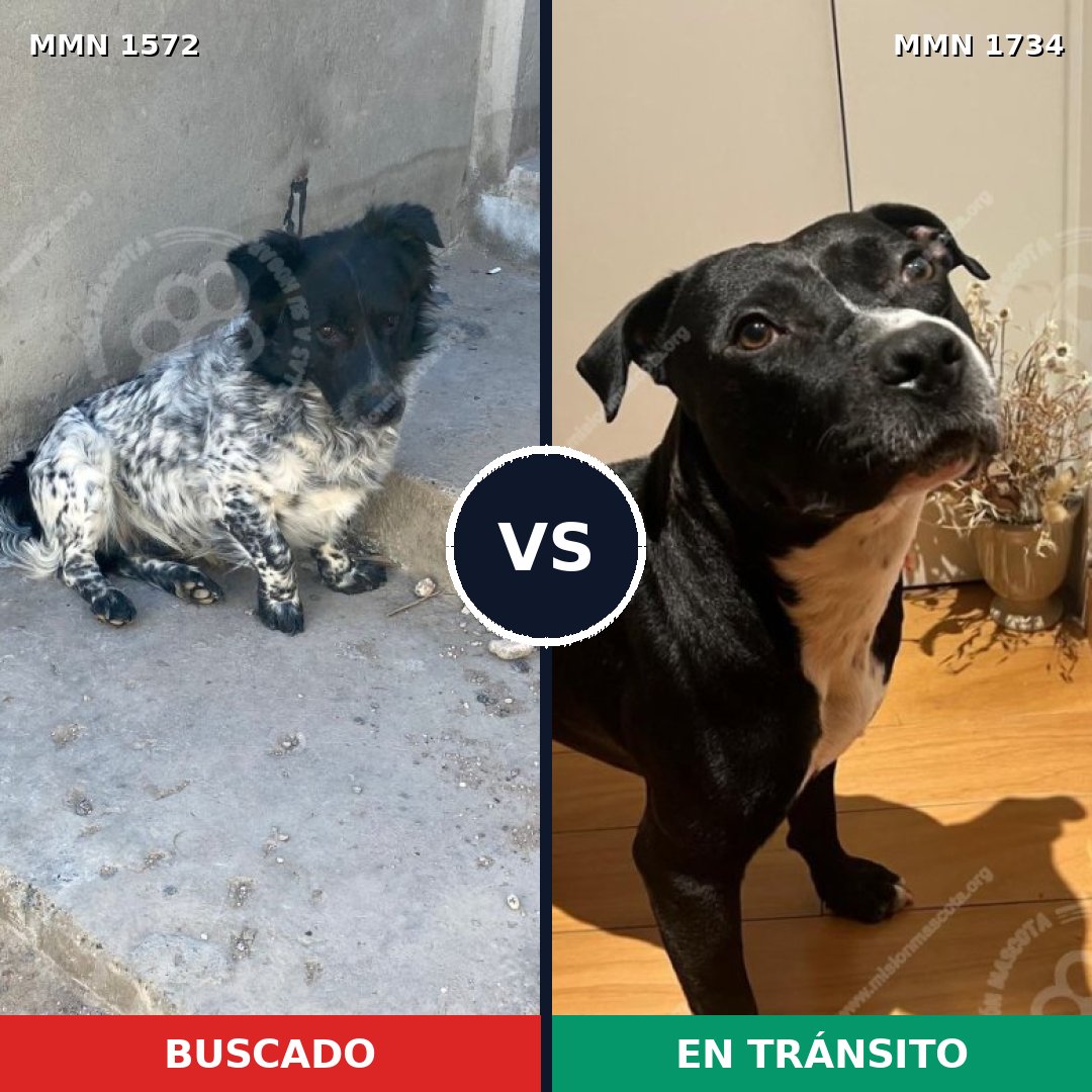 Comparativa MMS 40720: mascota perdida y mascota encontrada, 61% de similitud
