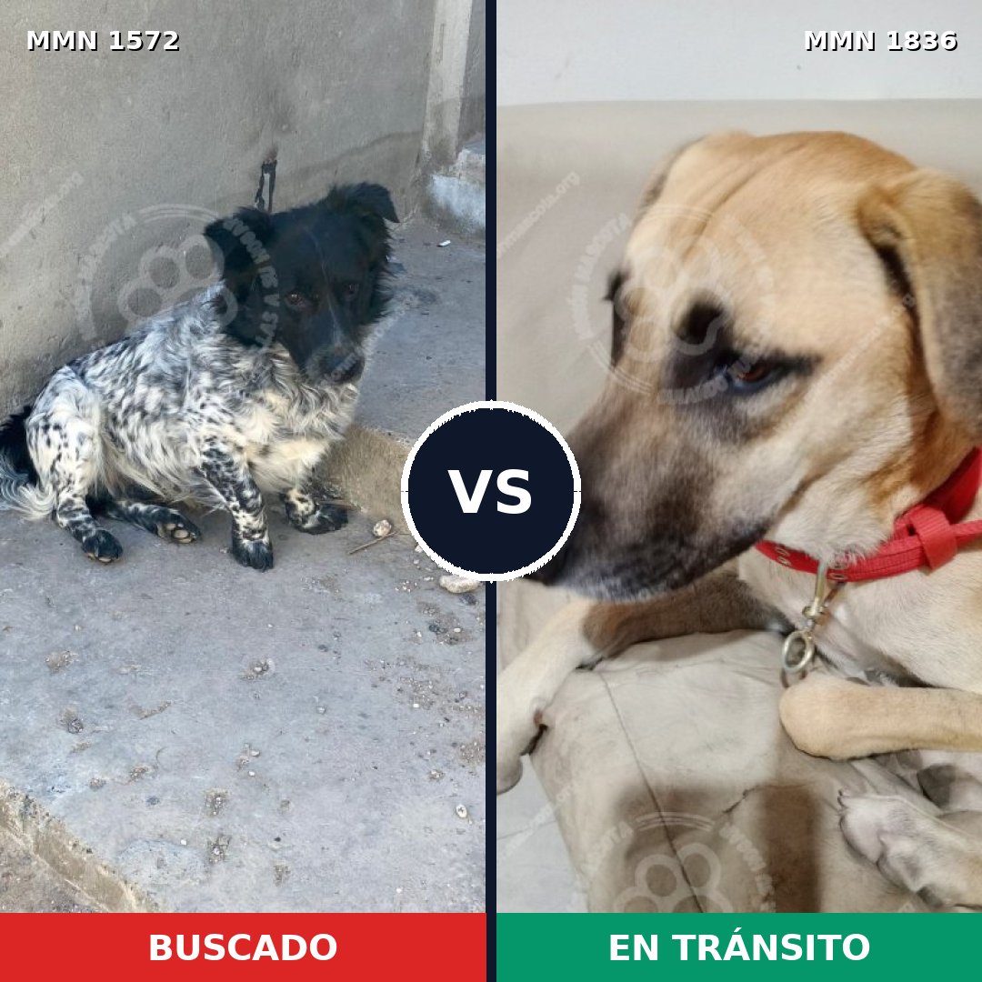 Comparativa MMS 40723: mascota perdida y mascota encontrada, 60% de similitud