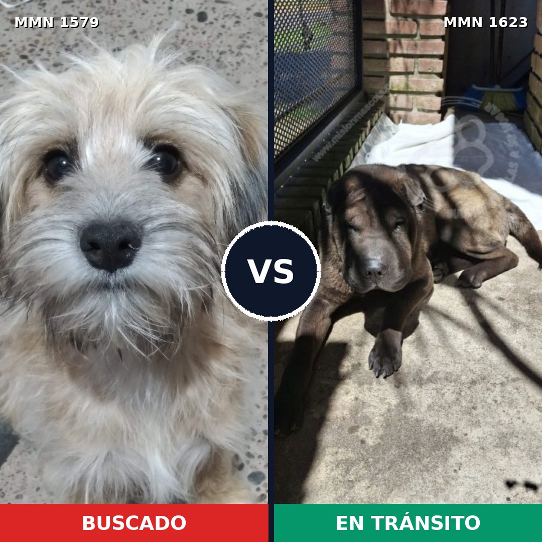 Comparativa MMS 40726: mascota perdida y mascota encontrada, 36% de similitud