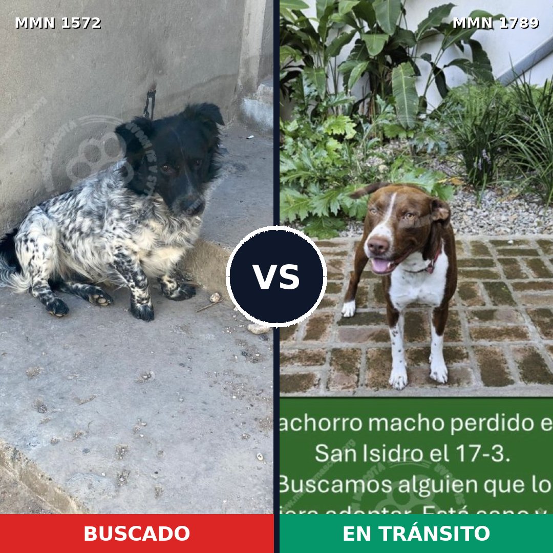 Comparativa MMS 40731: mascota perdida y mascota encontrada, 41% de similitud