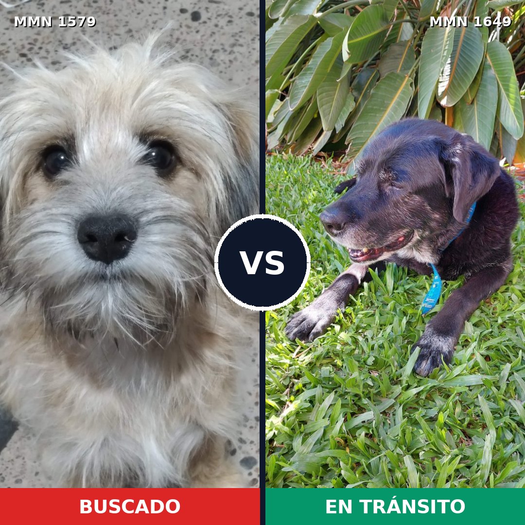 Comparativa MMS 40733: mascota perdida y mascota encontrada, 42% de similitud