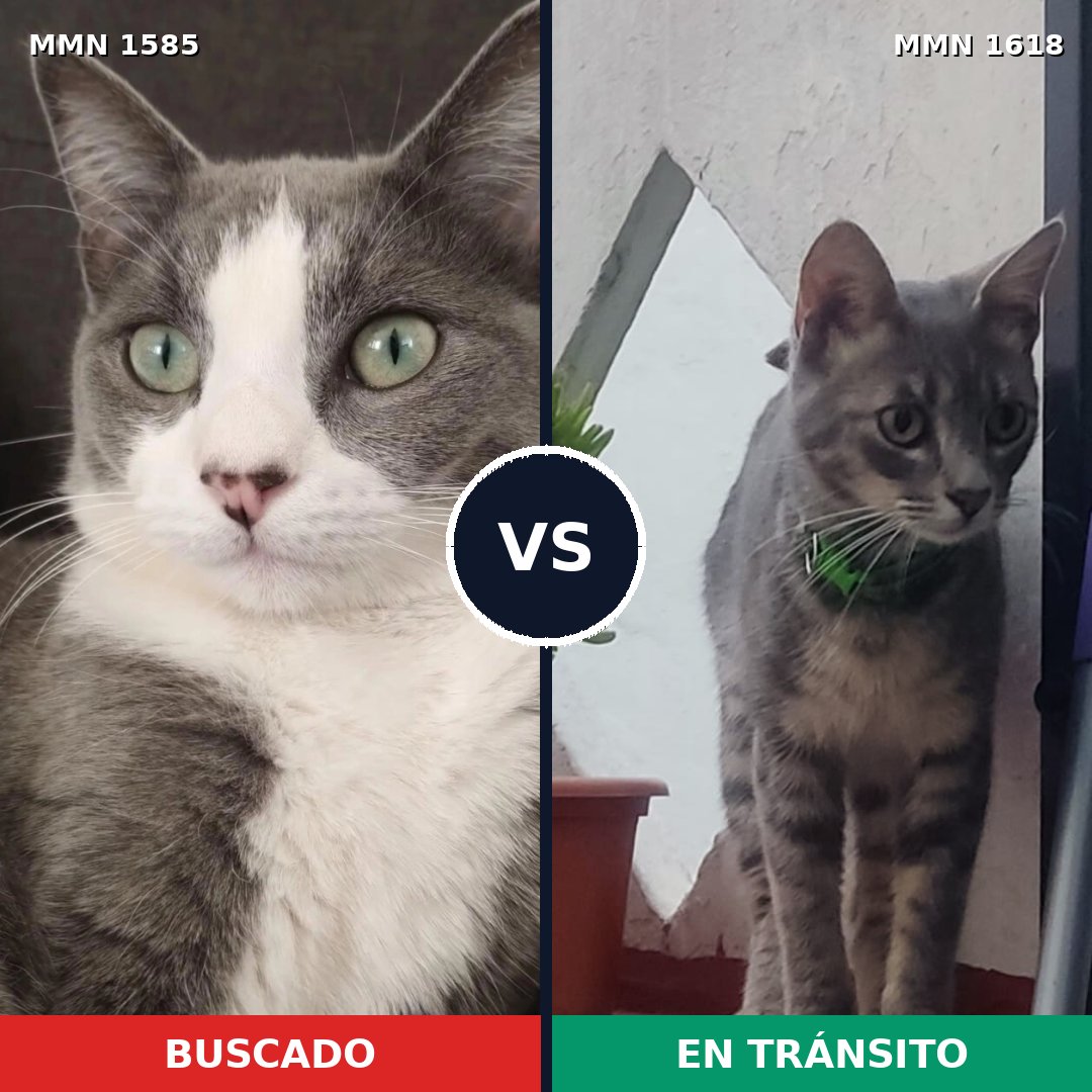 Comparativa MMS 40734: mascota perdida y mascota encontrada, 76% de similitud