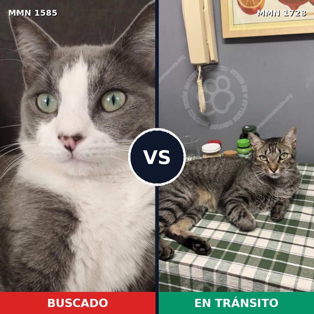 Comparativa MMS 40736: mascota perdida y mascota encontrada, 61% de similitud