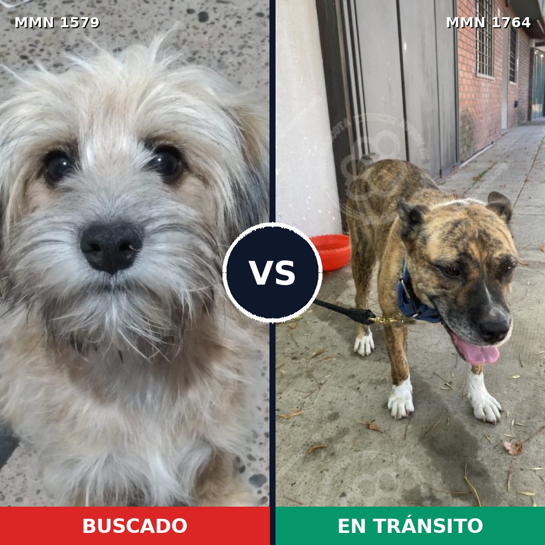 Comparativa MMS 40739: mascota perdida y mascota encontrada, 43% de similitud