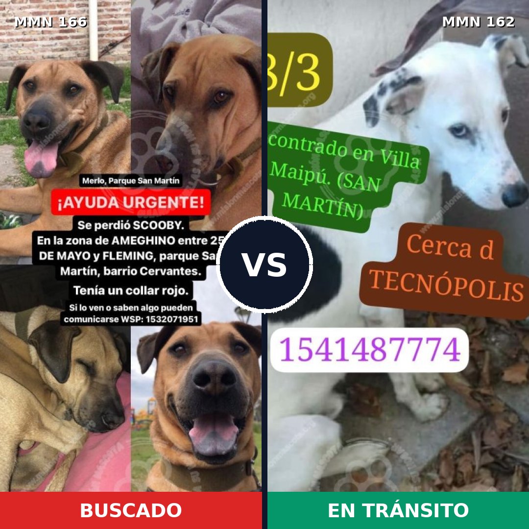 Comparativa MMS 4074: mascota perdida y mascota encontrada, 11% de similitud