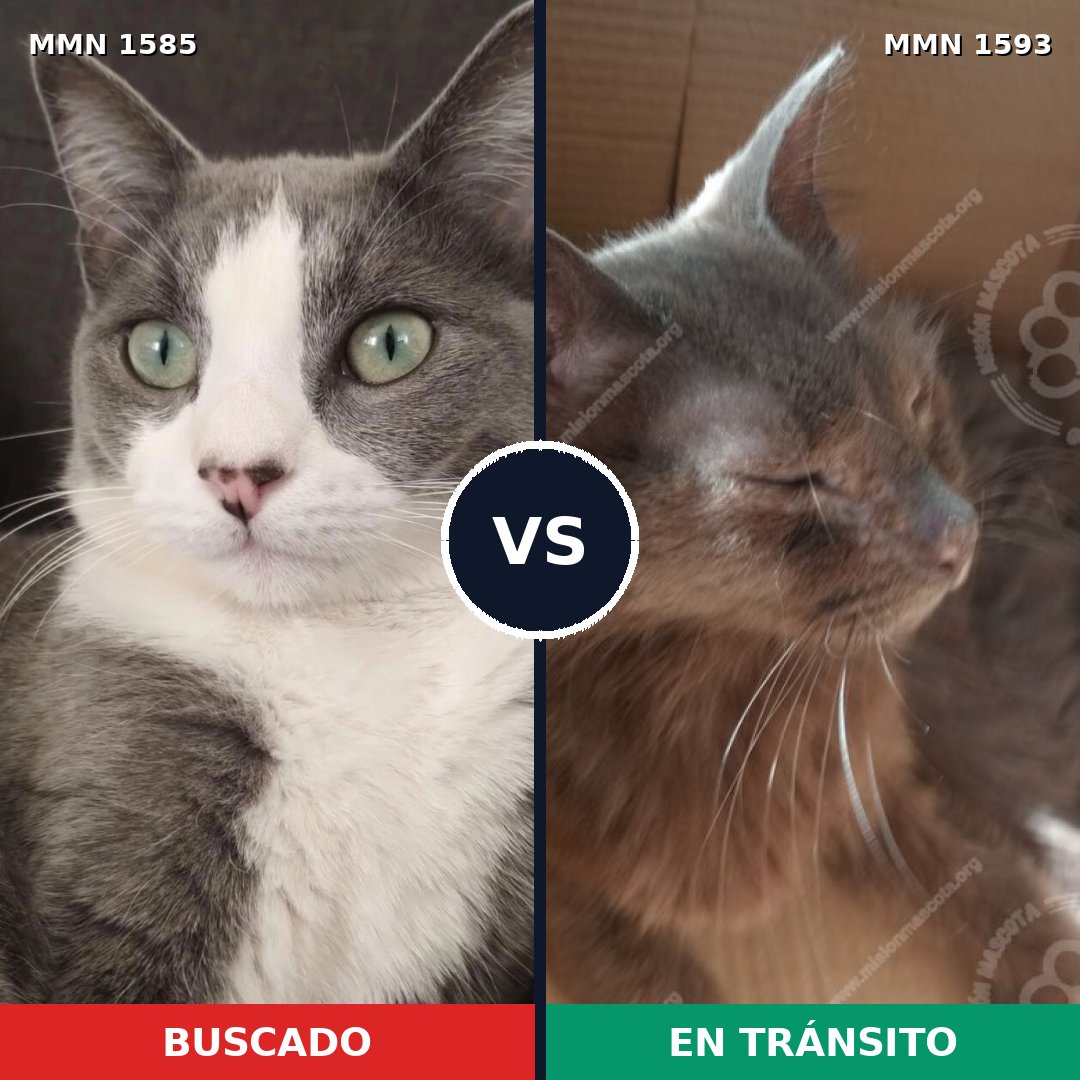 Comparativa MMS 40740: mascota perdida y mascota encontrada, 80% de similitud
