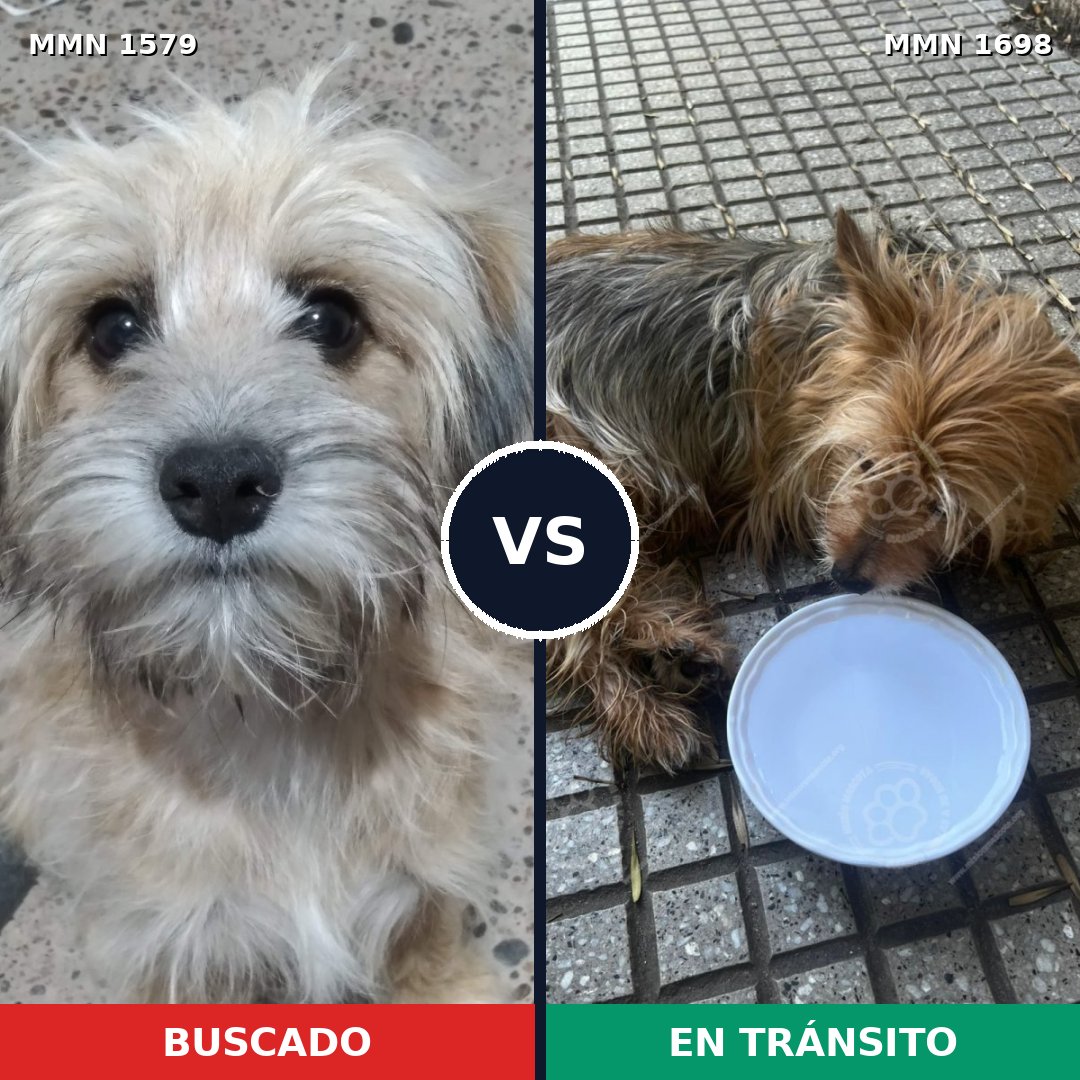 Comparativa MMS 40742: mascota perdida y mascota encontrada, 35% de similitud
