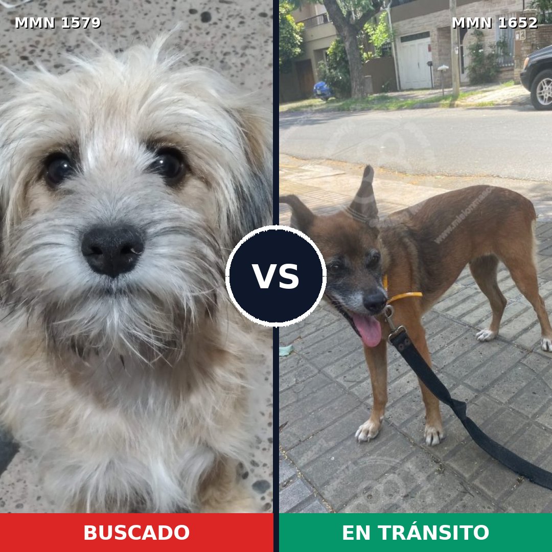Comparativa MMS 40744: mascota perdida y mascota encontrada, 23% de similitud