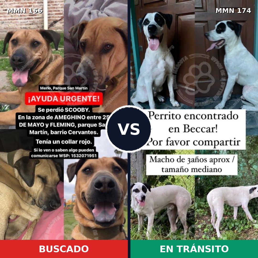 Comparativa MMS 4075: mascota perdida y mascota encontrada, 11% de similitud