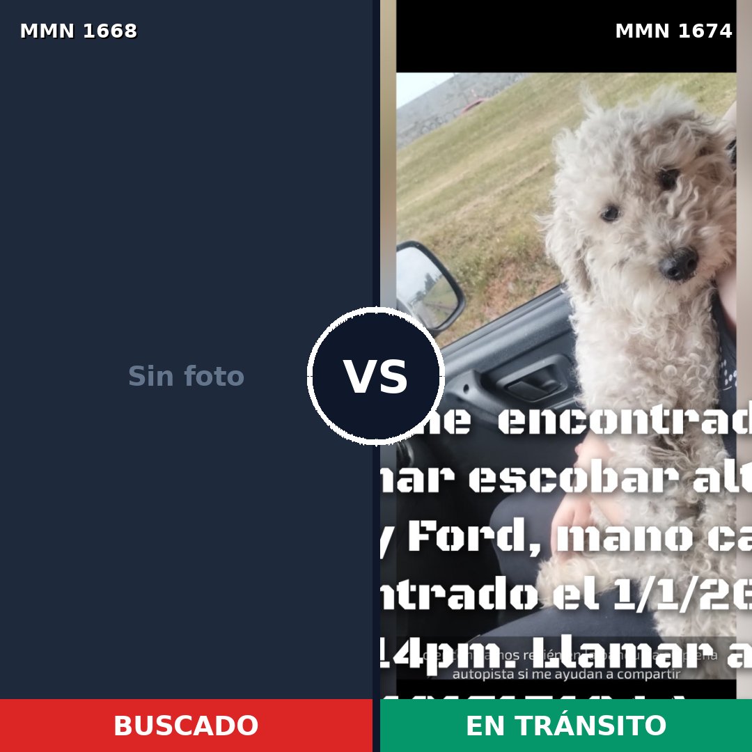 Comparativa MMS 40750: mascota perdida y mascota encontrada, 43% de similitud
