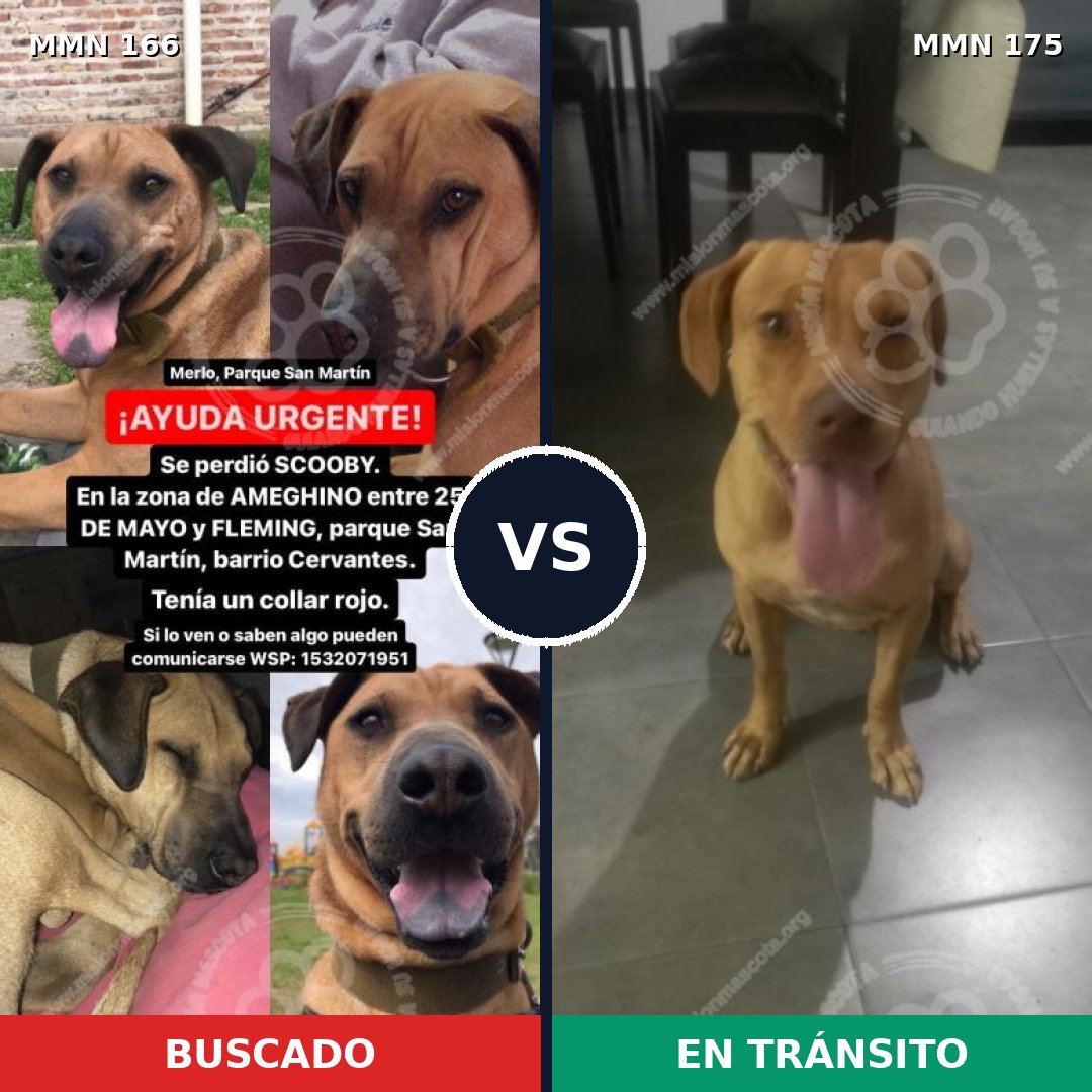 Comparativa MMS 4076: mascota perdida y mascota encontrada, 22% de similitud