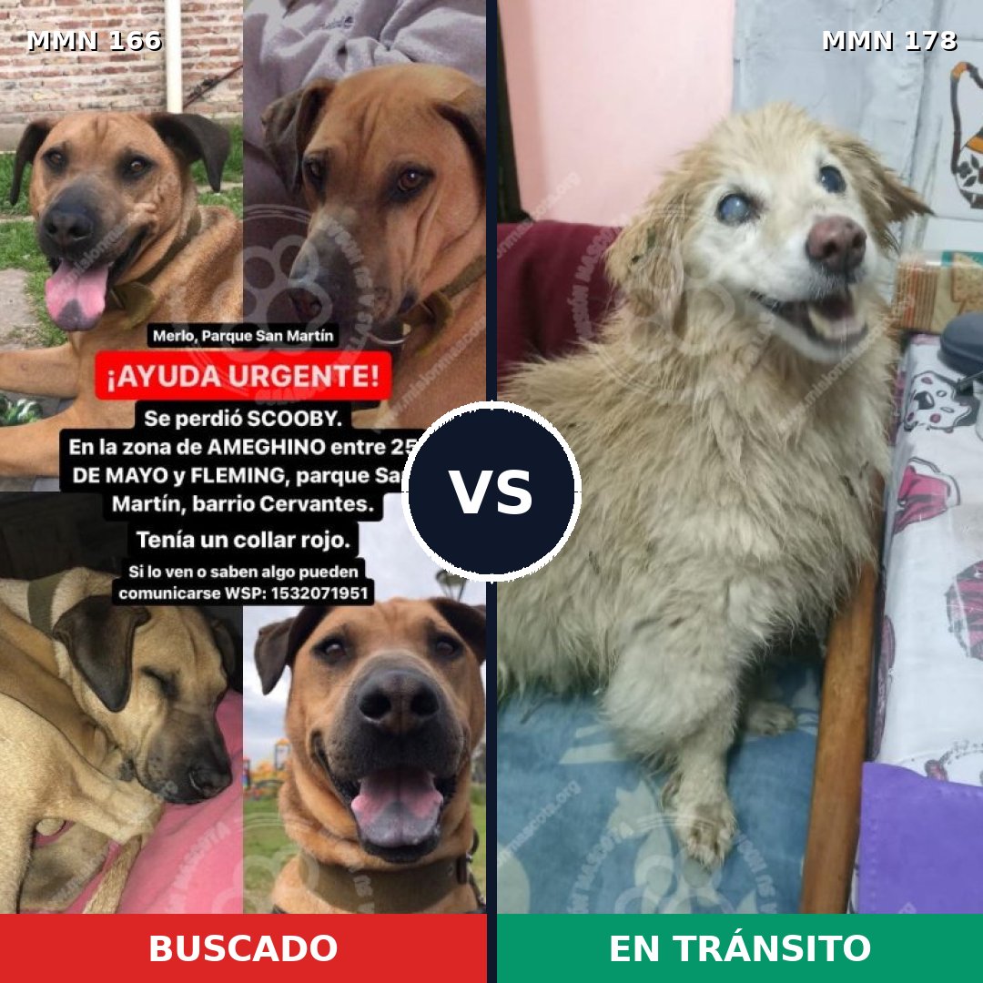 Comparativa MMS 4077: mascota perdida y mascota encontrada, 6% de similitud