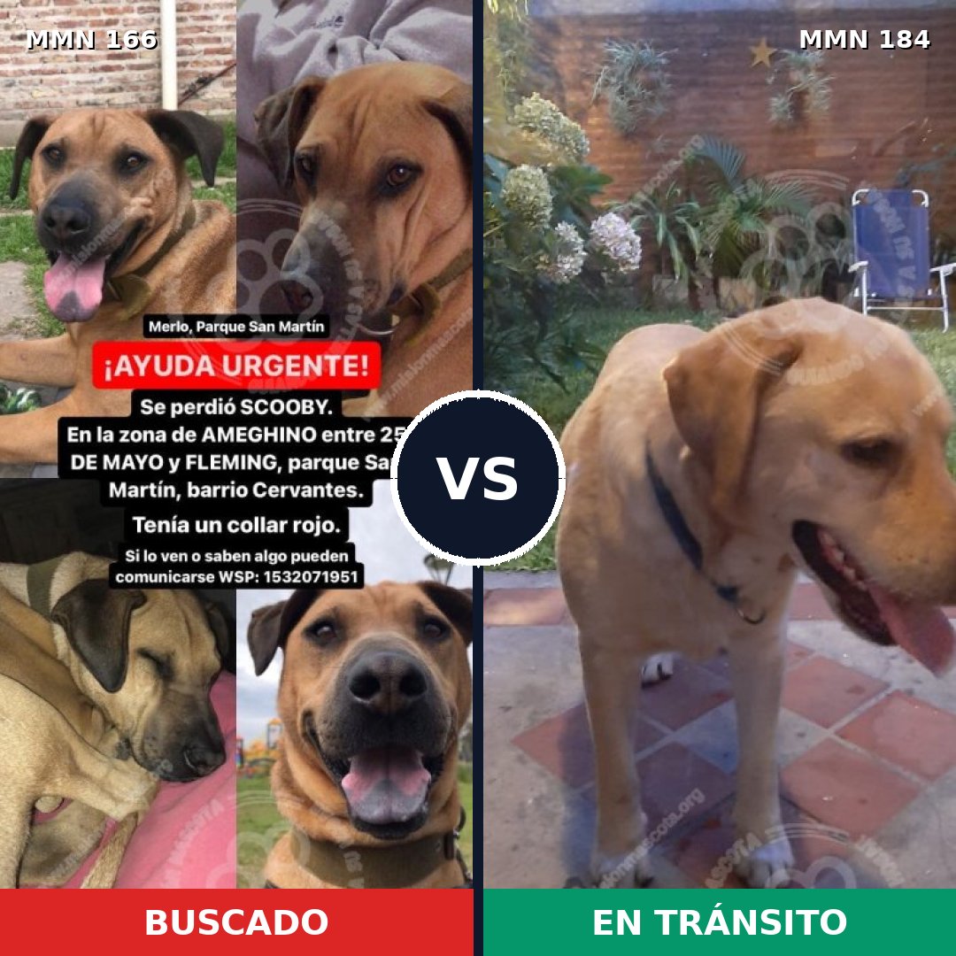 Comparativa MMS 4078: mascota perdida y mascota encontrada, 53% de similitud