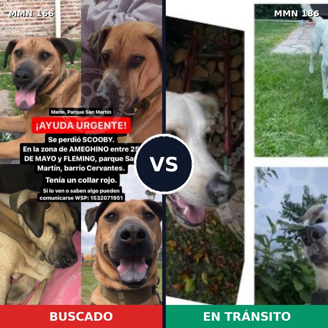 Comparativa MMS 4079: mascota perdida y mascota encontrada, 8% de similitud