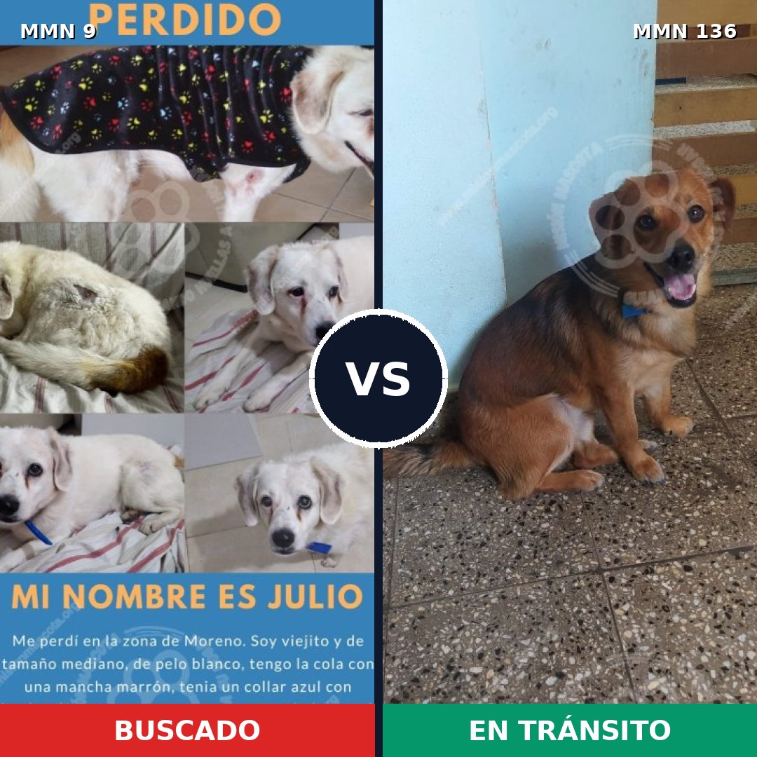 Comparativa MMS 408: mascota perdida y mascota encontrada, 68% de similitud