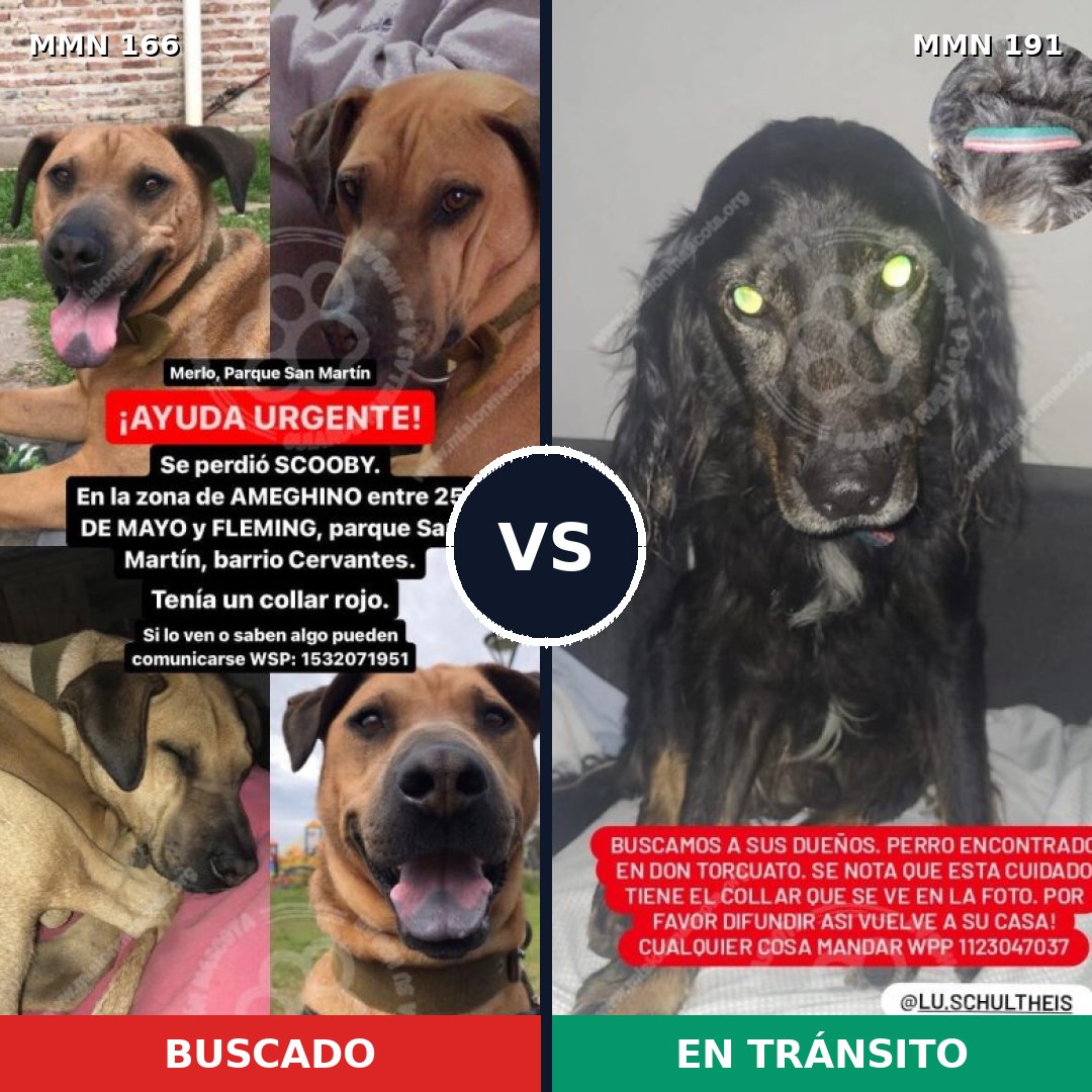 Comparativa MMS 4080: mascota perdida y mascota encontrada, 8% de similitud