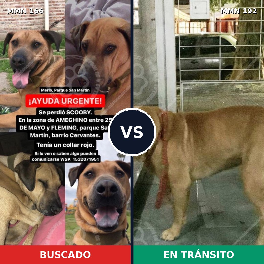 Comparativa MMS 4081: mascota perdida y mascota encontrada, 62% de similitud