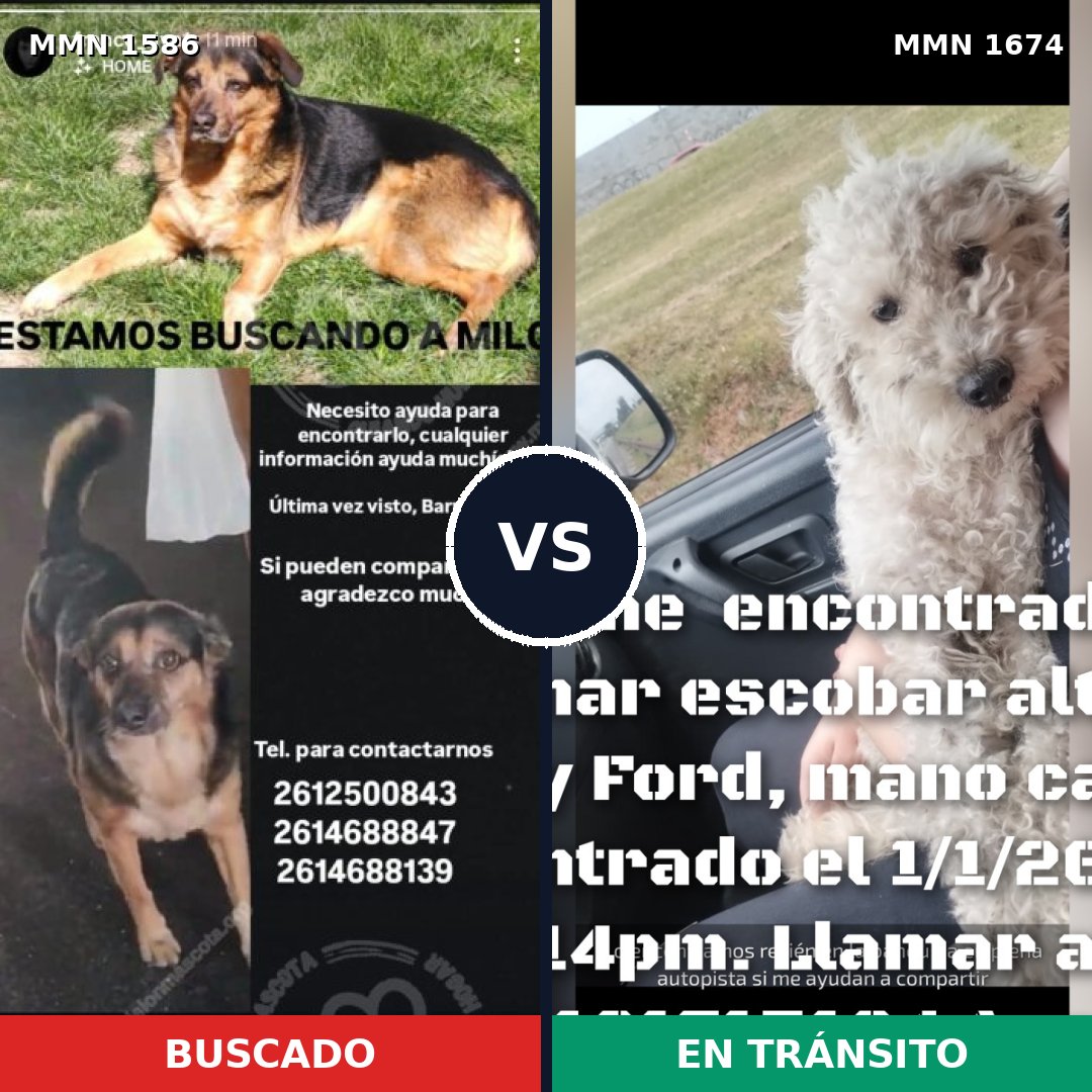 Comparativa MMS 40815: mascota perdida y mascota encontrada, 45% de similitud