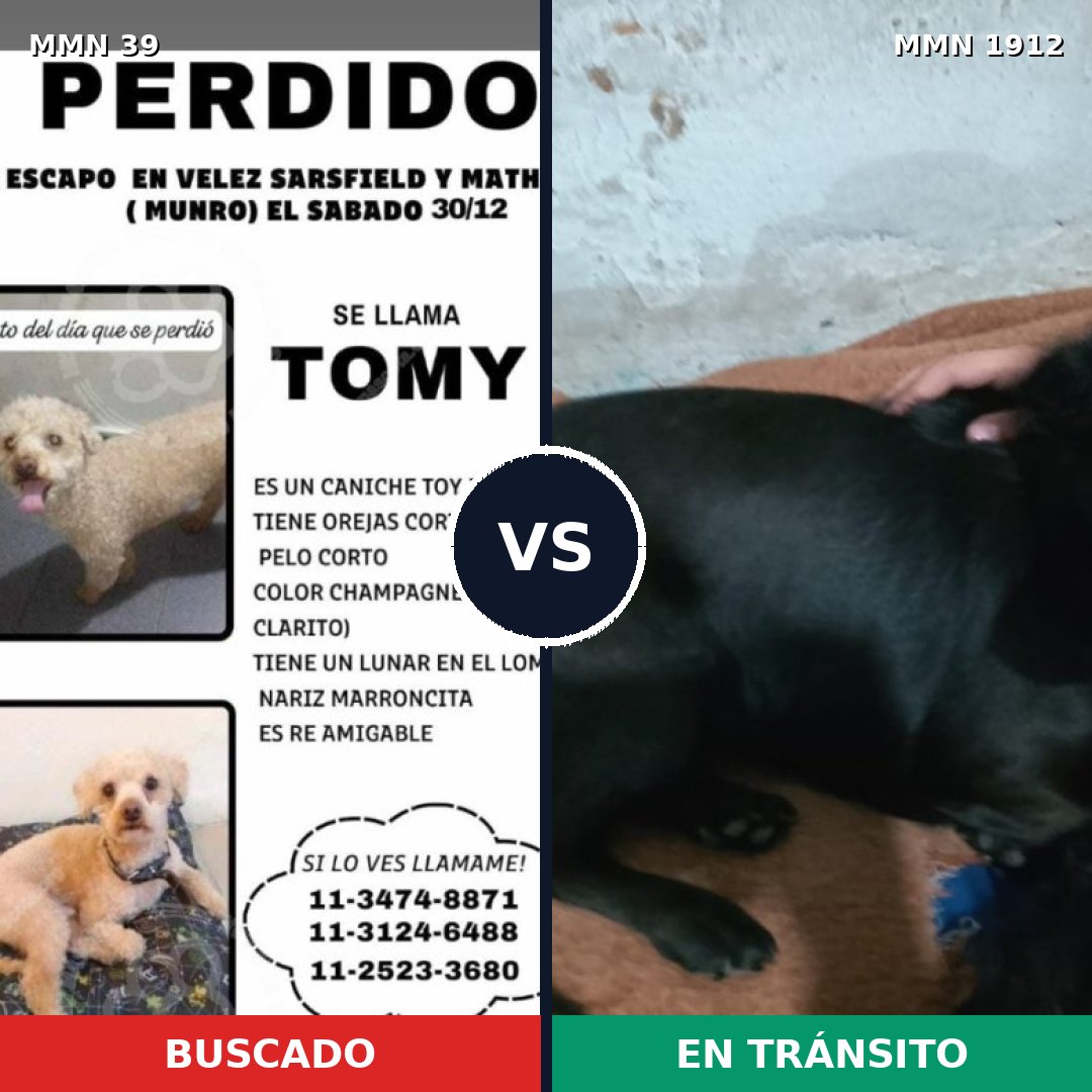 Comparativa MMS 40816: mascota perdida y mascota encontrada, 32% de similitud