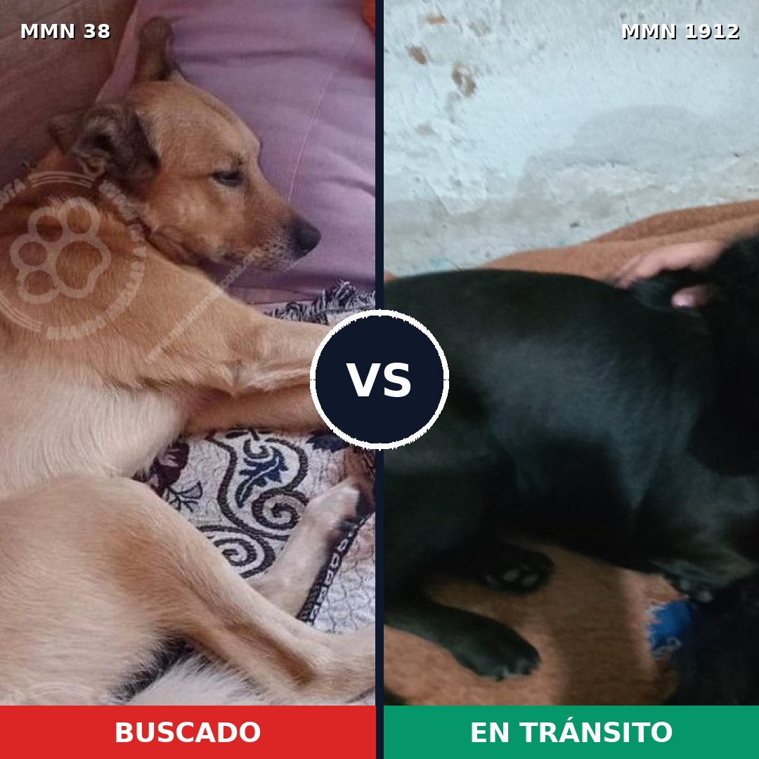 Comparativa MMS 40817: mascota perdida y mascota encontrada, 61% de similitud