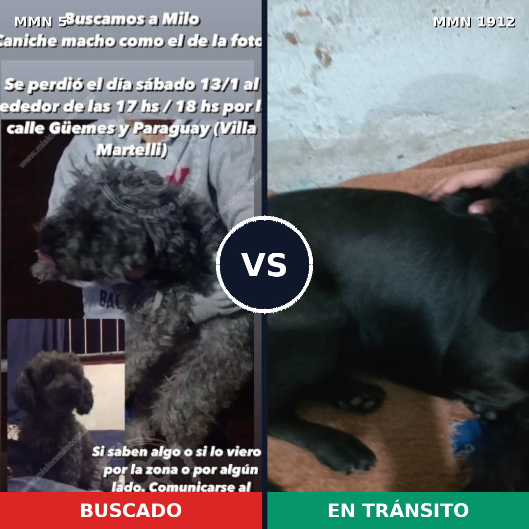 Comparativa MMS 40819: mascota perdida y mascota encontrada, 61% de similitud