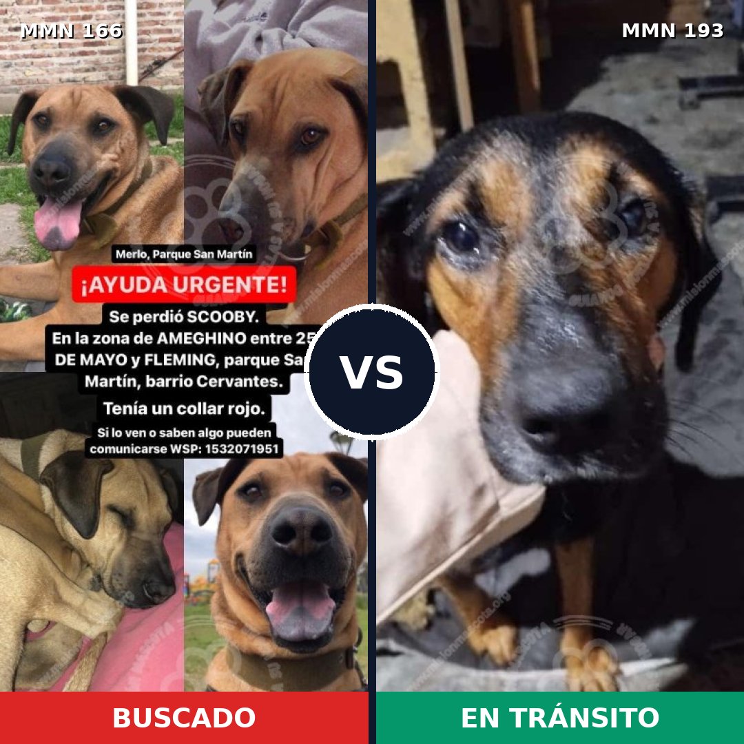 Comparativa MMS 4082: mascota perdida y mascota encontrada, 23% de similitud