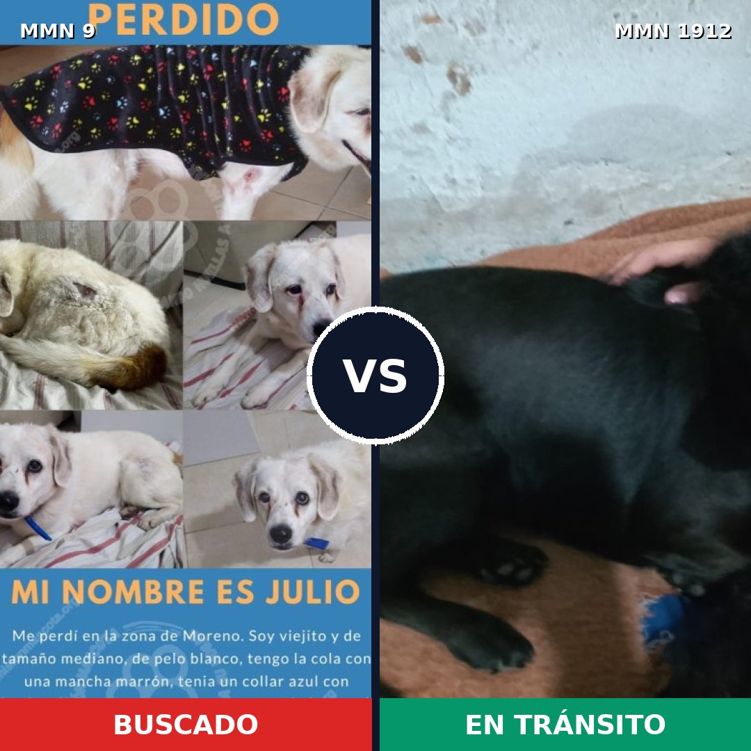 Comparativa MMS 40820: mascota perdida y mascota encontrada, 56% de similitud