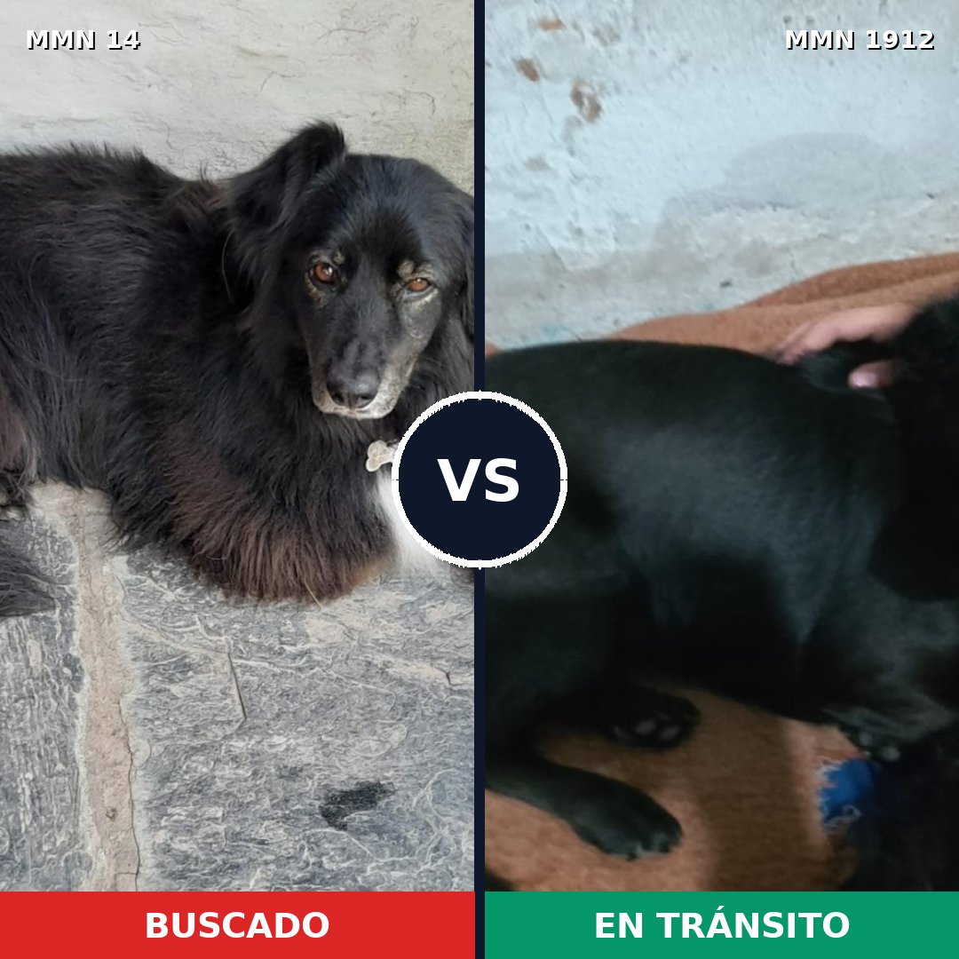 Comparativa MMS 40823: mascota perdida y mascota encontrada, 55% de similitud