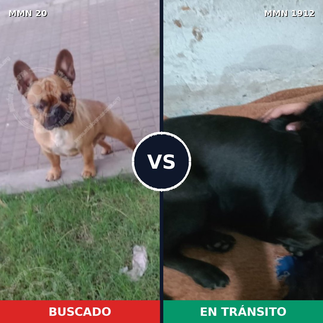 Comparativa MMS 40824: mascota perdida y mascota encontrada, 43% de similitud