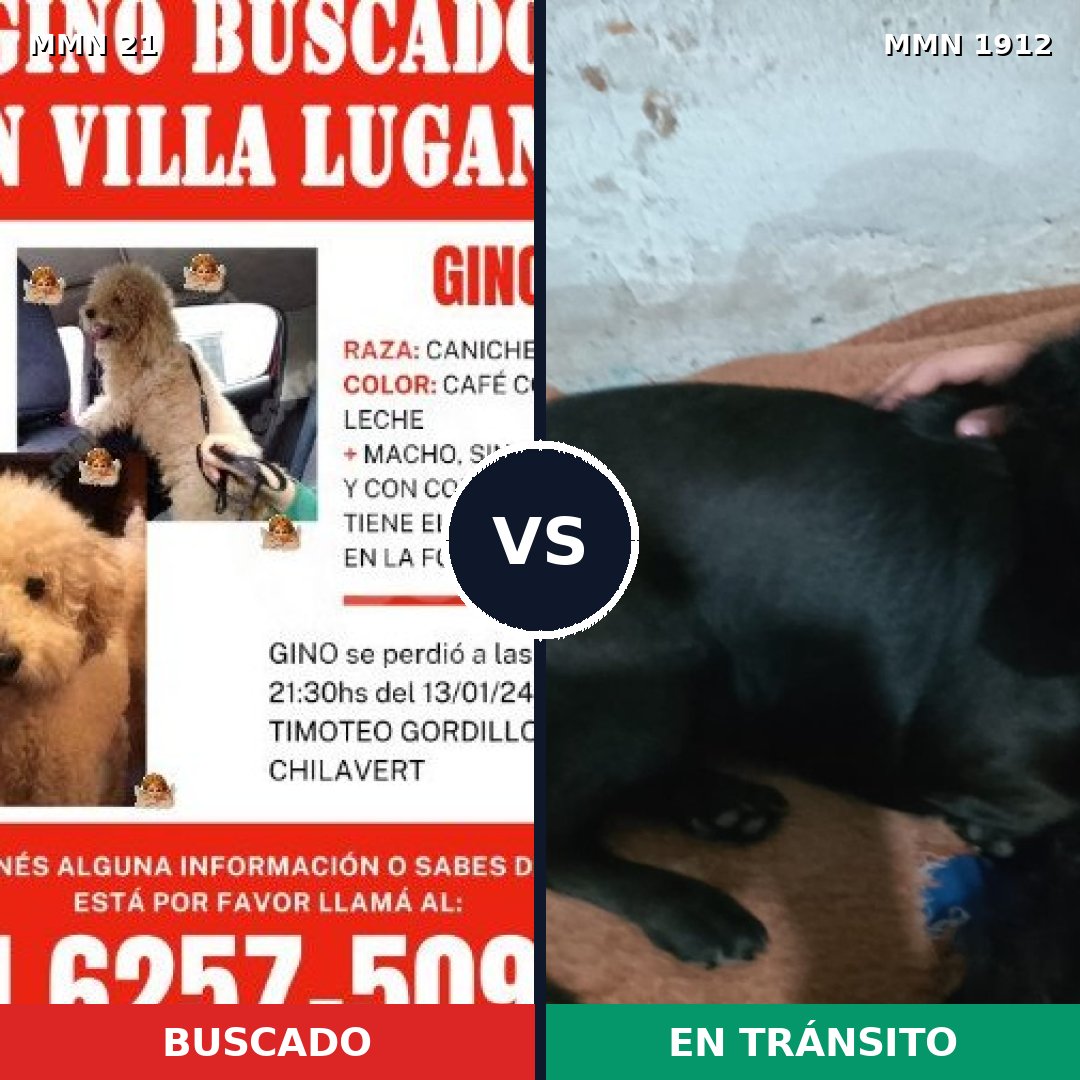 Comparativa MMS 40825: mascota perdida y mascota encontrada, 45% de similitud