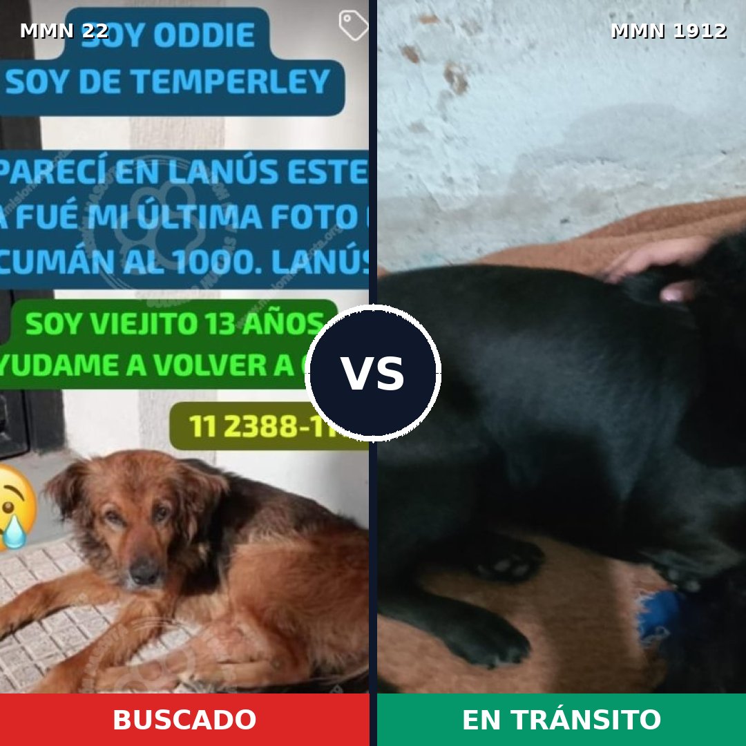 Comparativa MMS 40826: mascota perdida y mascota encontrada, 53% de similitud