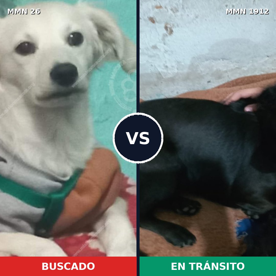 Comparativa MMS 40827: mascota perdida y mascota encontrada, 62% de similitud
