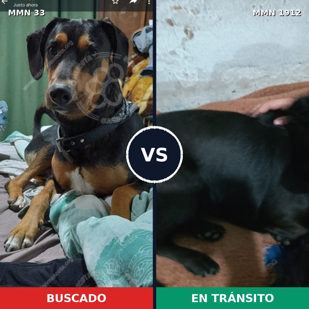 Comparativa MMS 40828: mascota perdida y mascota encontrada, 54% de similitud