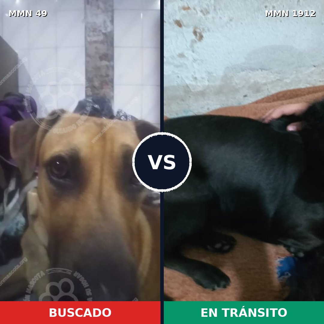 Comparativa MMS 40830: mascota perdida y mascota encontrada, 44% de similitud