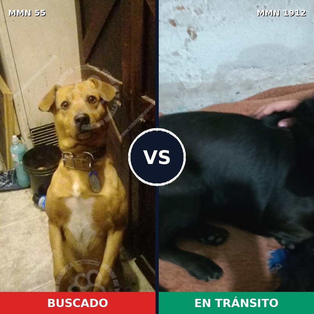Comparativa MMS 40831: mascota perdida y mascota encontrada, 51% de similitud