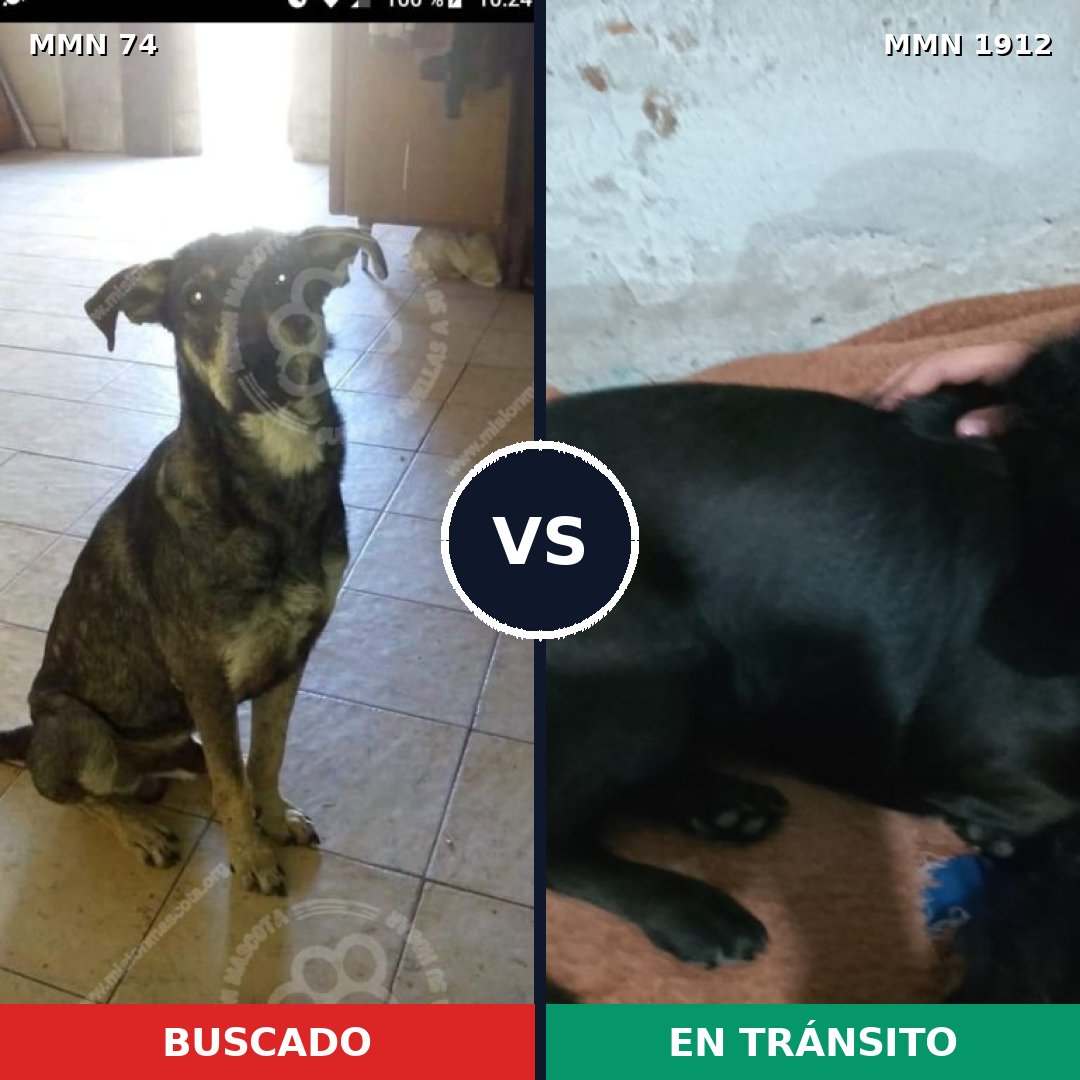 Comparativa MMS 40833: mascota perdida y mascota encontrada, 53% de similitud