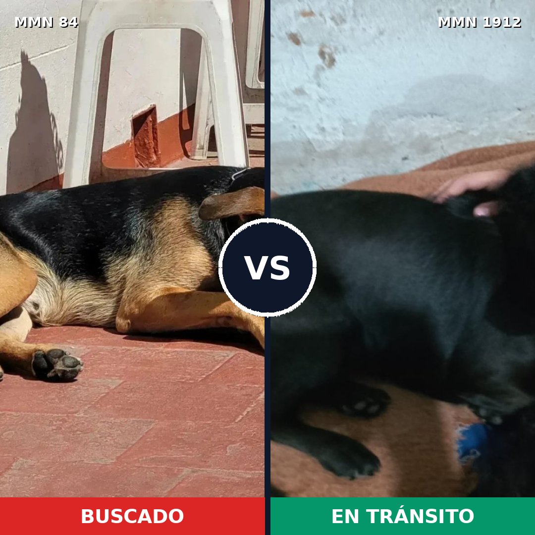 Comparativa MMS 40834: mascota perdida y mascota encontrada, 53% de similitud