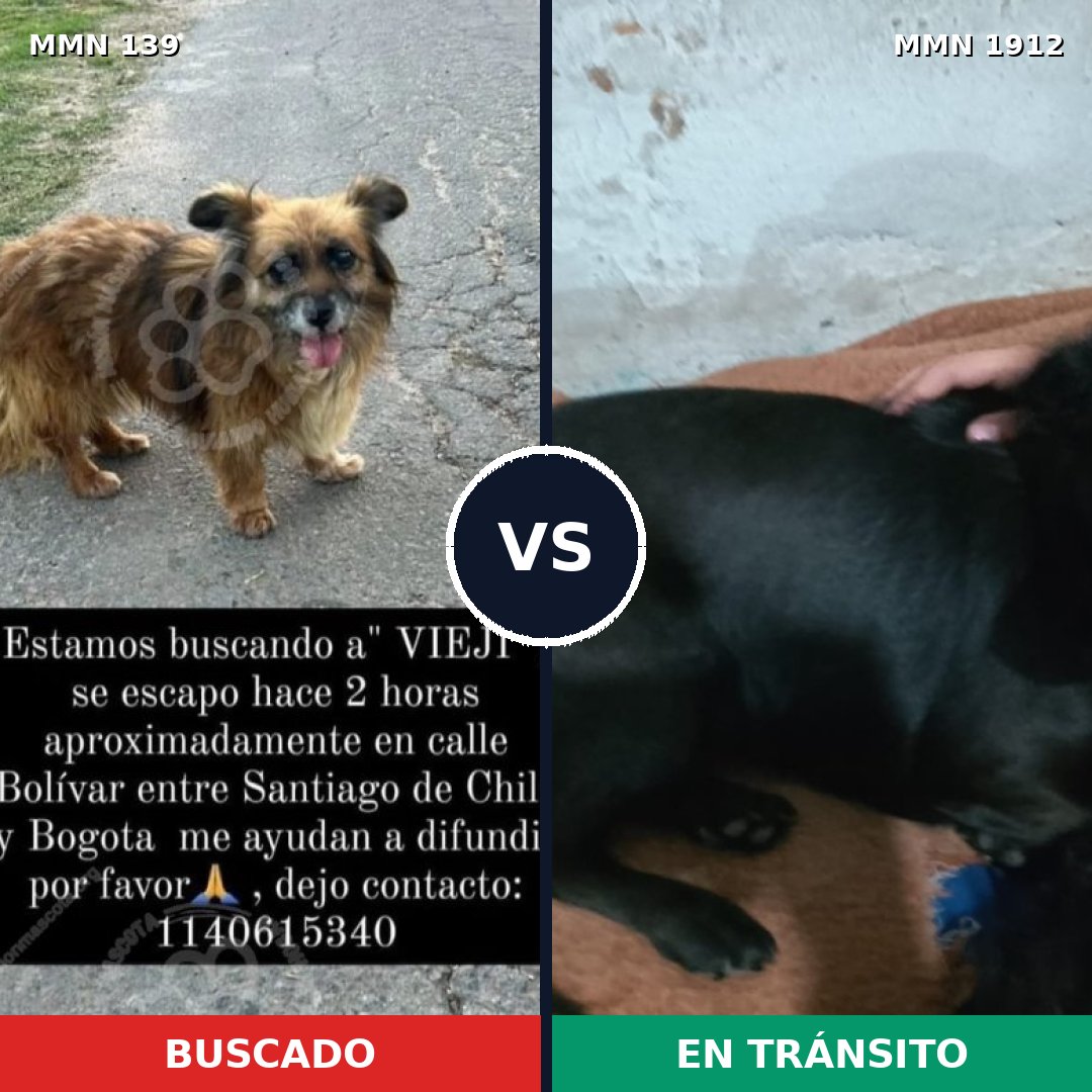Comparativa MMS 40836: mascota perdida y mascota encontrada, 54% de similitud