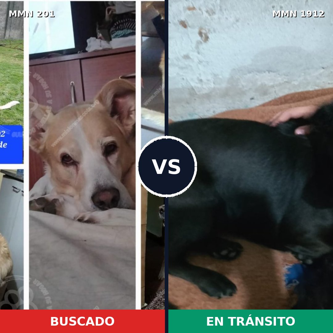 Comparativa MMS 40837: mascota perdida y mascota encontrada, 56% de similitud