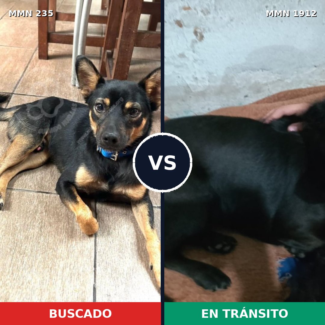 Comparativa MMS 40838: mascota perdida y mascota encontrada, 75% de similitud