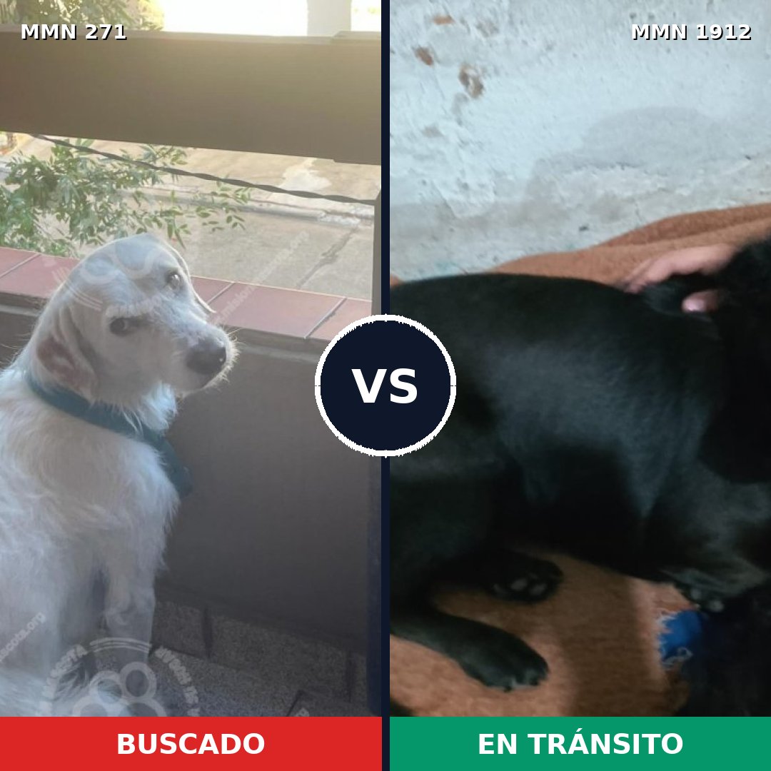 Comparativa MMS 40839: mascota perdida y mascota encontrada, 52% de similitud