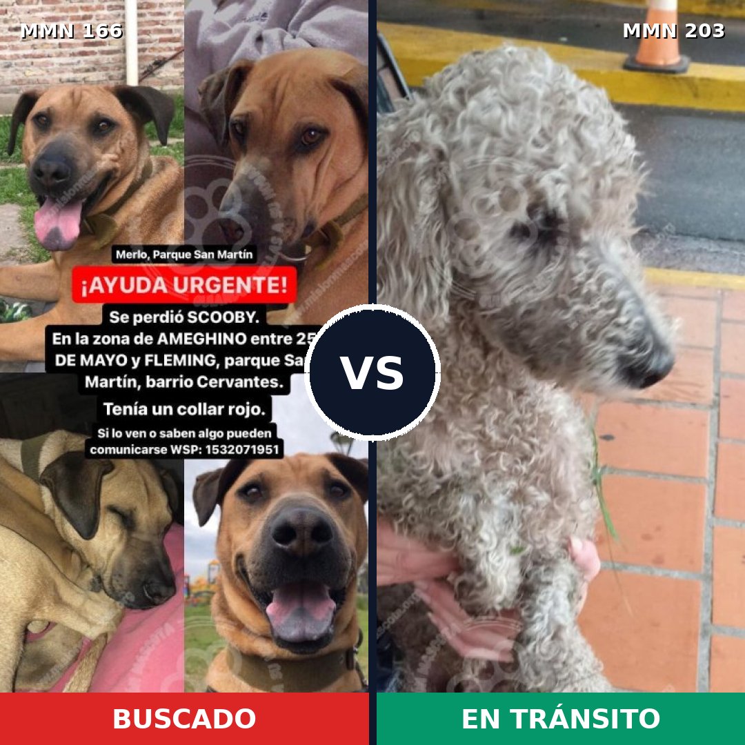 Comparativa MMS 4084: mascota perdida y mascota encontrada, 8% de similitud