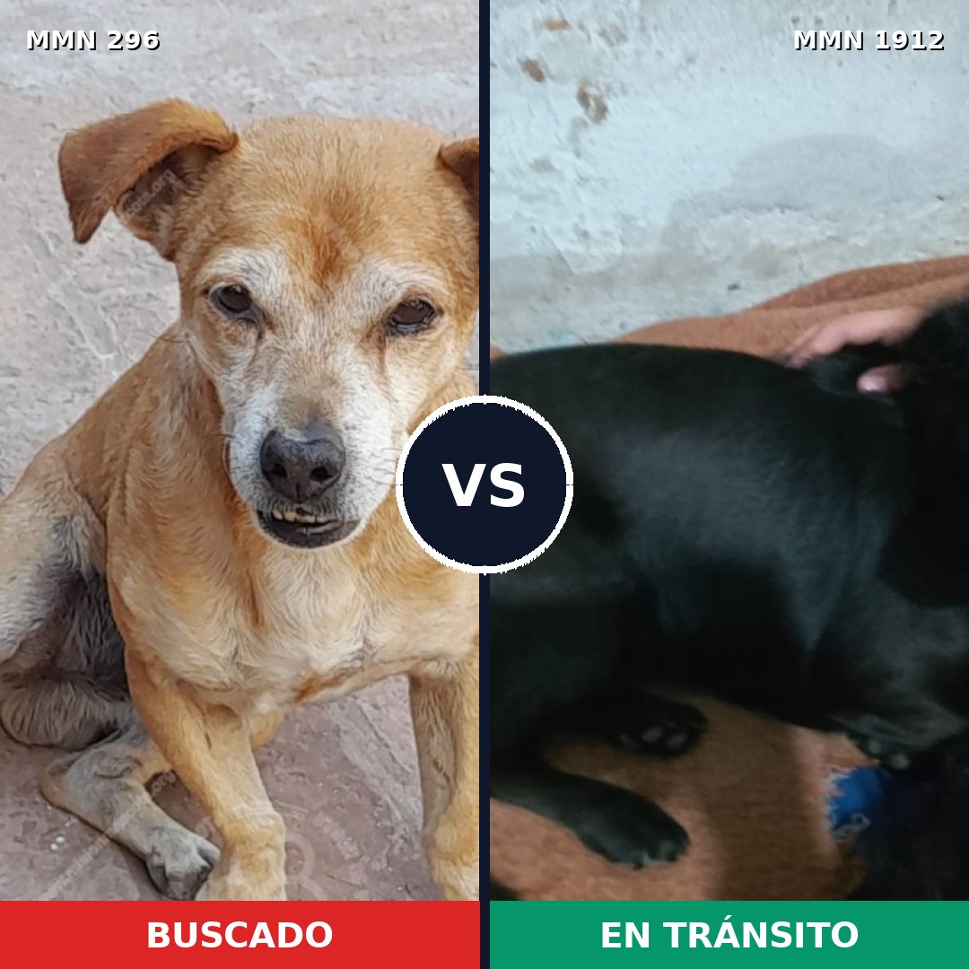 Comparativa MMS 40840: mascota perdida y mascota encontrada, 51% de similitud