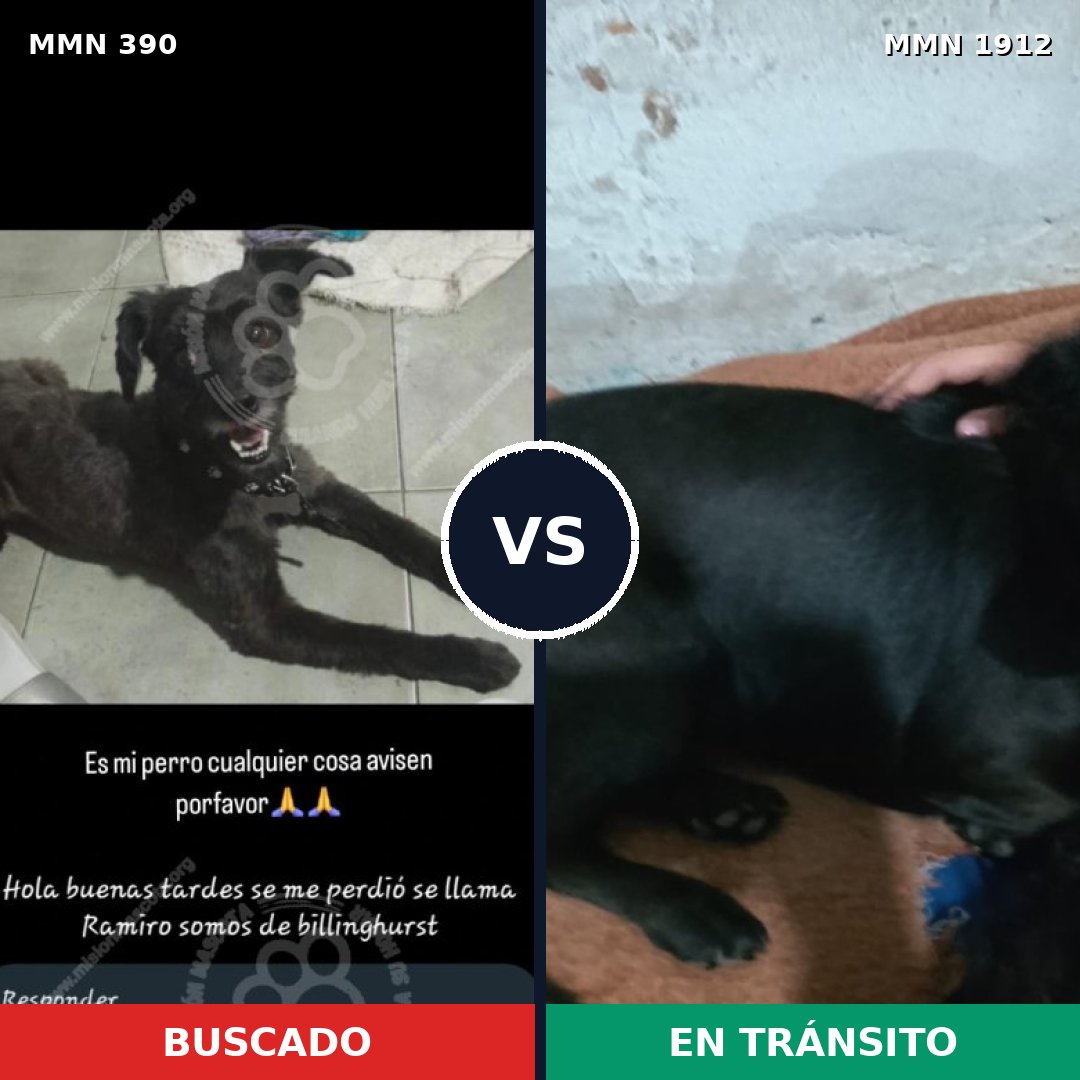 Comparativa MMS 40843: mascota perdida y mascota encontrada, 51% de similitud