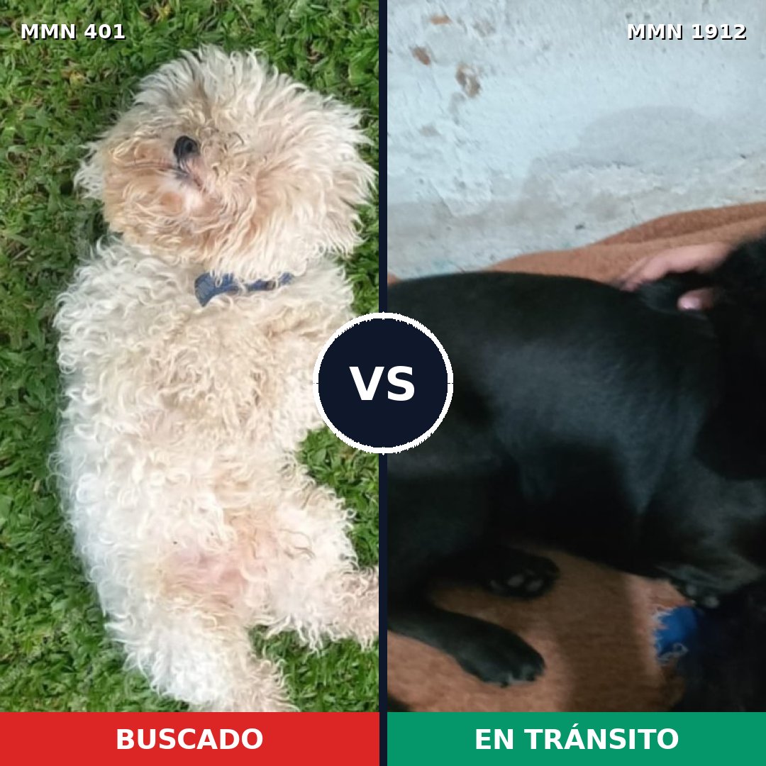 Comparativa MMS 40844: mascota perdida y mascota encontrada, 30% de similitud